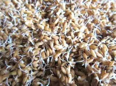 万能药芸苔素内酯,芸苔素内酯可以连续用吗