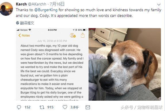 狗狗骨癌吃什么可以缓解,狗狗骨癌三个月了除了瘸一切都好