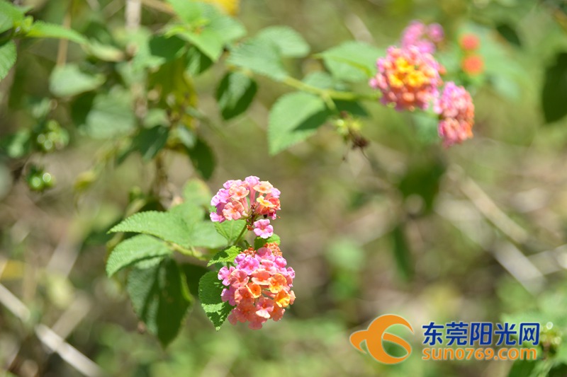 清水绕绿屿，白鹭上青天！沙田这些地方如今变得这么美！