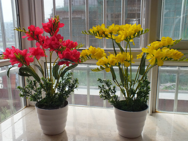 这种花千万别养,适合懒人养的四季花香雪兰