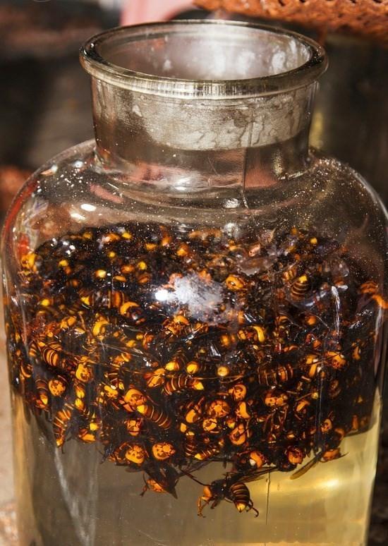 蚂蚁能治风湿病吗,山蚂蚁能治类风湿性关节炎吗