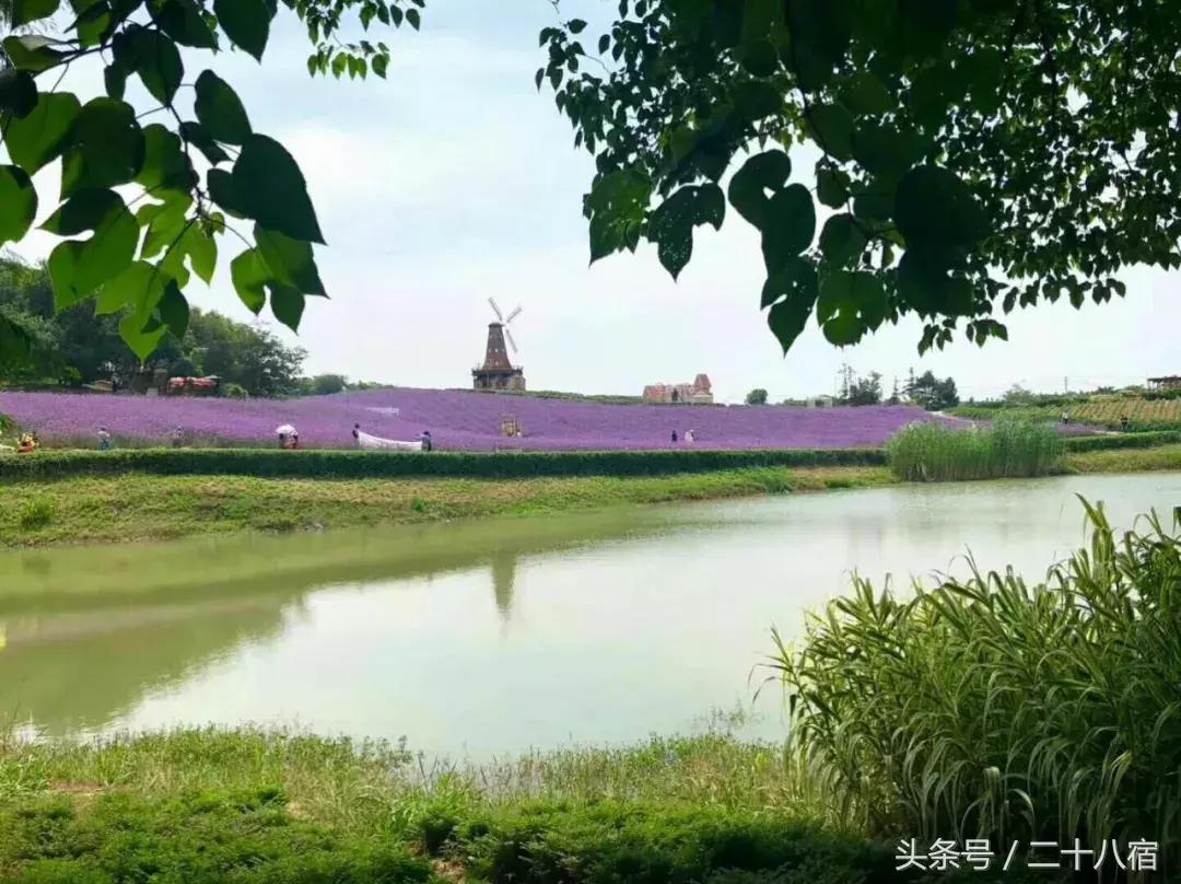 她在南京,南京谷里熏衣草庄园最佳观赏期