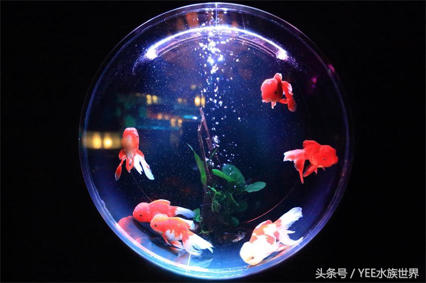 开缸养水没有捷径可走,生态缸养鱼开缸过程