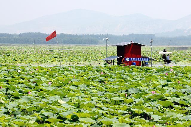 微山湖湿地荷花全景图,微山湖坐船赏荷花