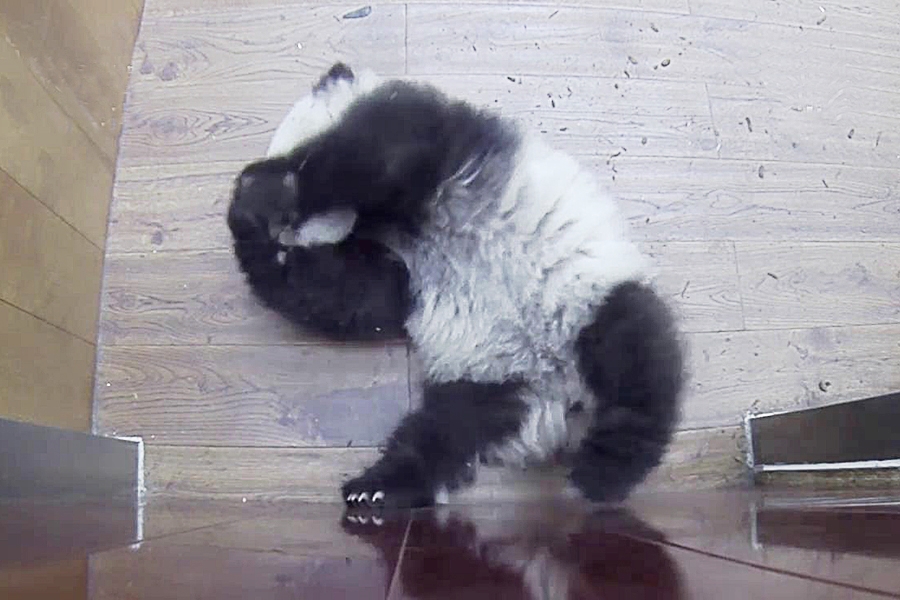 当熊猫遇上世界杯巨星，一波“熊猫滚”强势来袭！傻傻分不清！