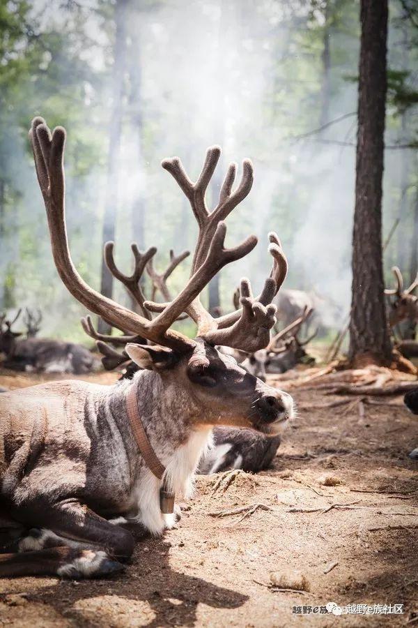 一生总要去一次草原，我的草原自由行之旅