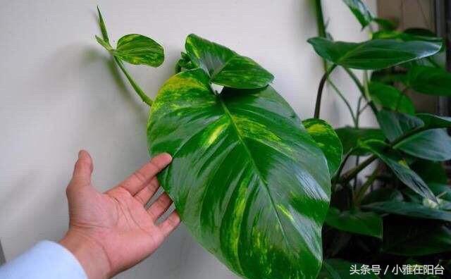 大绿萝怎么养能迅速爬藤,养了四个月的绿萝怎么不长吊藤