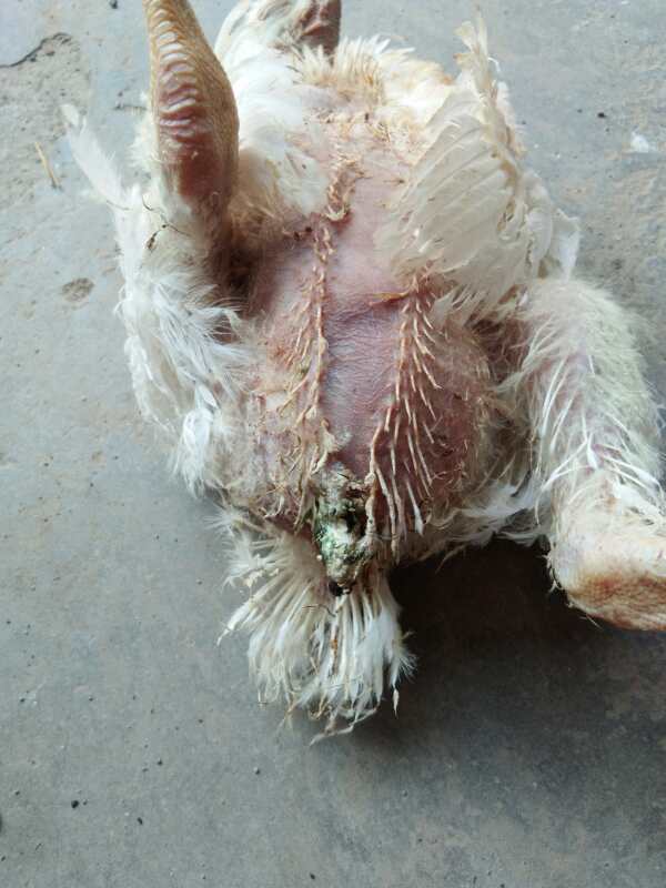 肉鸡后期采食量慢还吐水怎么回事,肉鸡突然减料的原因