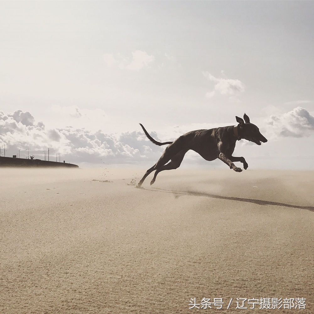 2020年ipa摄影奖获奖作品,ippa摄影大赛获奖作品2010