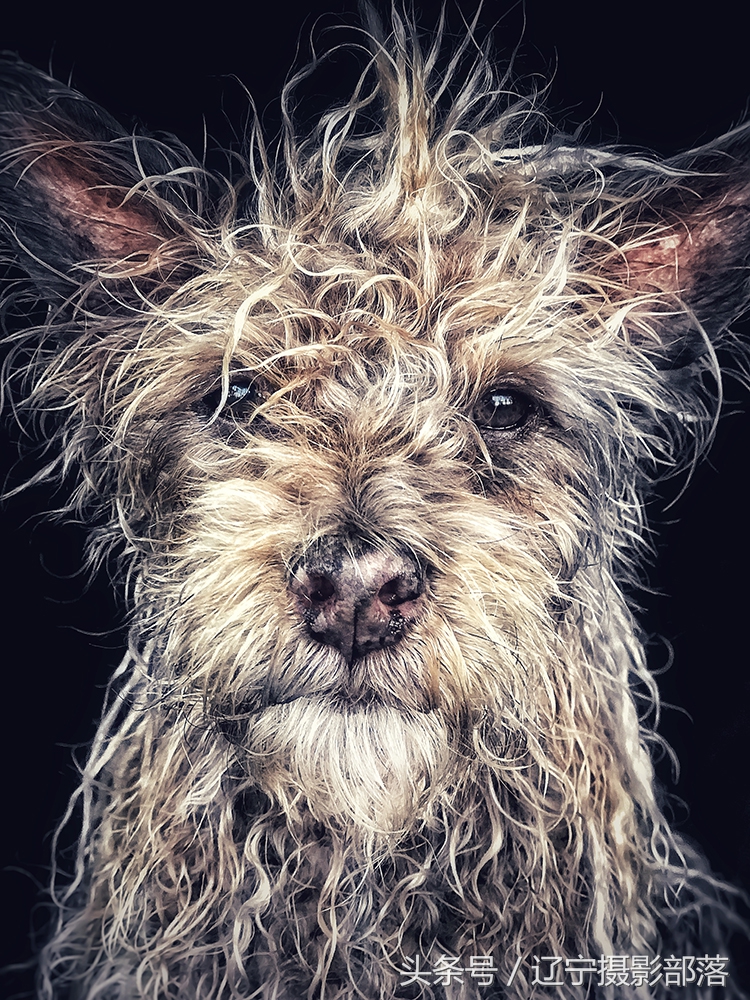 2020年ipa摄影奖获奖作品,ippa摄影大赛获奖作品2010