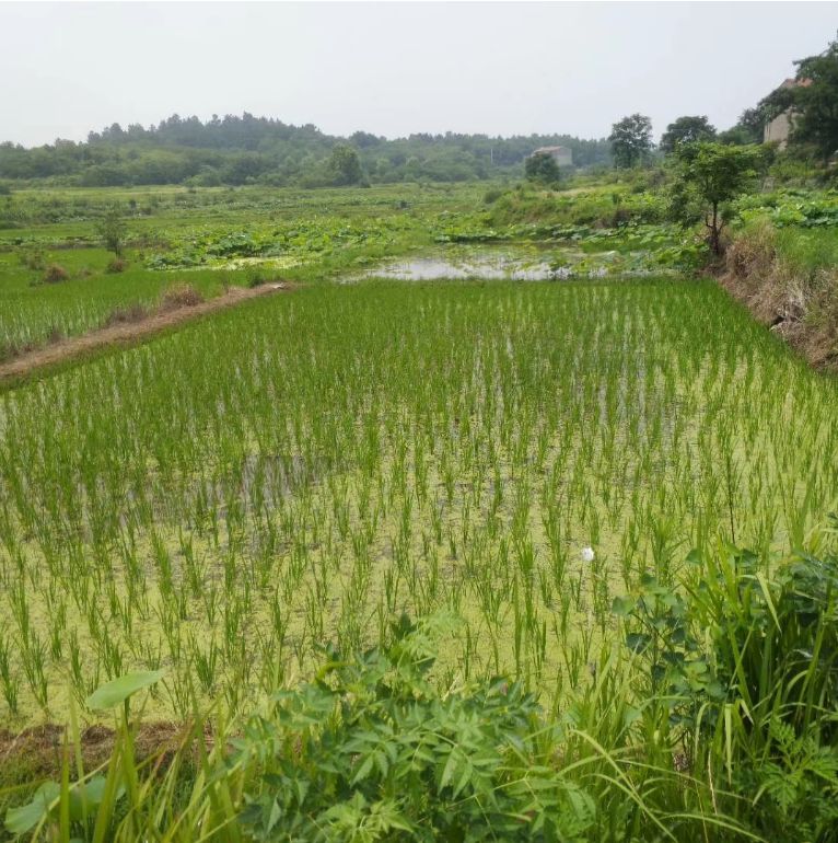 「词风雅韵」马晓琼｜缱绻于斯天地宽且散闲愁去