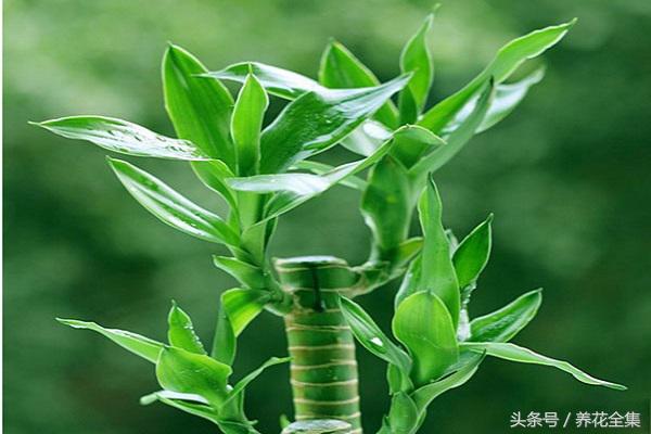 家养富贵竹叶子发黄的原因,屋内富贵竹叶子发黄怎么办