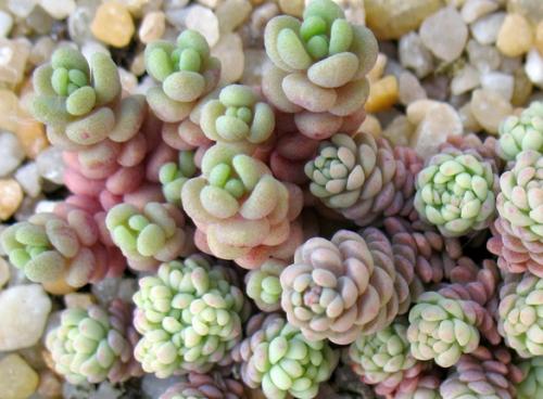 多肉植物的种类和养护技巧,常见多肉植物养护心得