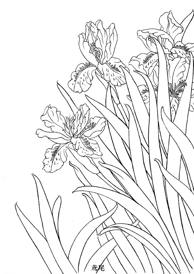 国画工笔白描花卉线稿桃花教程,工笔白描花卉牡丹与上色图