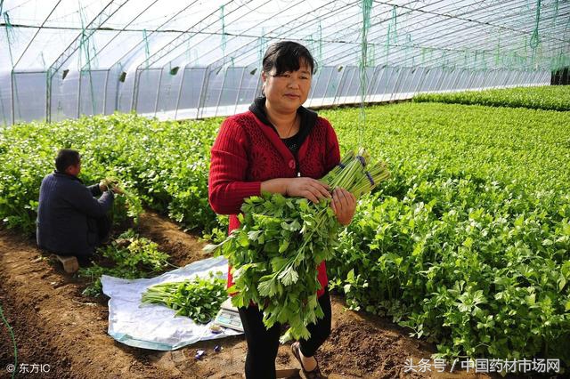 五个适合农村创业的好项目推荐,农村创业冷门项目有哪些行业