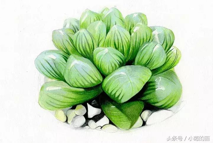 彩铅素描都是用的哪种彩铅,零基础学彩铅要先学会素描吗