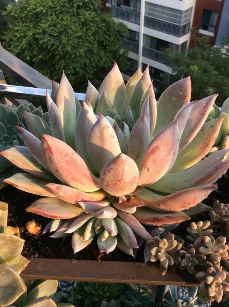 多肉长出侧芽以后，最正确的处理方式！