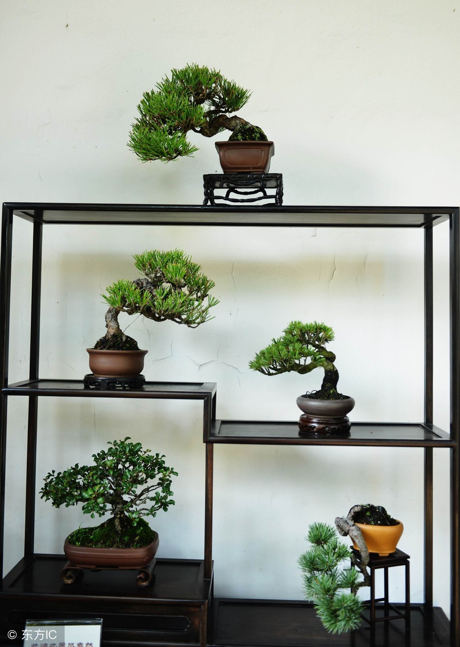 清韵优雅的盆景欣赏,盆景欣赏难得一见的绝美盆景艺术