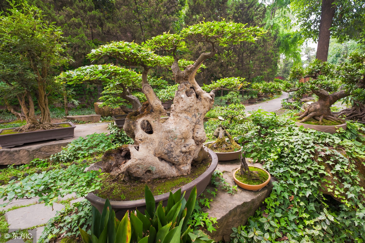 清韵优雅的盆景欣赏,盆景欣赏难得一见的绝美盆景艺术