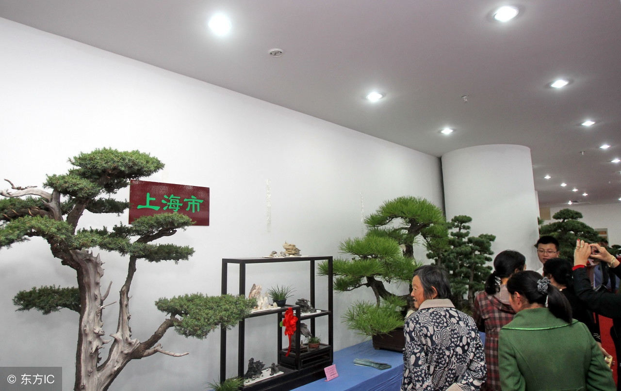 清韵优雅的盆景欣赏,盆景欣赏难得一见的绝美盆景艺术