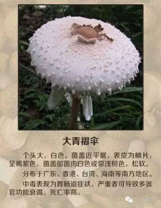 误食毒蘑菇的急救措施英文,误食毒蘑菇如何自救的视频