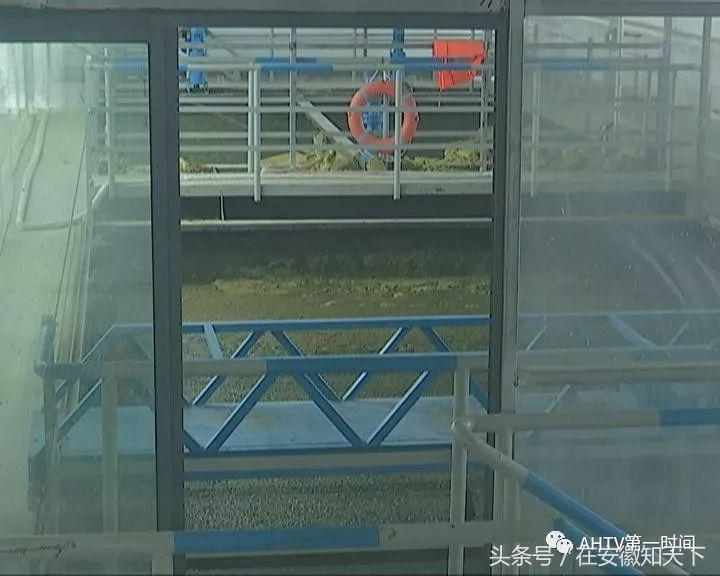 夏天合肥滨湖巢湖蓝藻,合肥巢湖蓝藻爆发水面散发恶臭