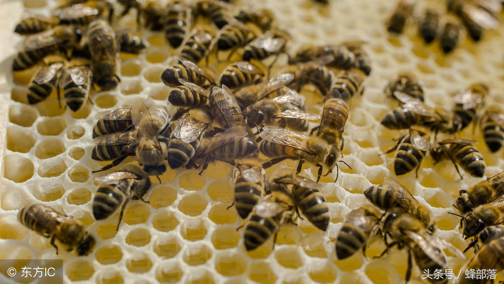 蜜蜂蜂箱水分很多怎么办,蜜蜂蜂群太少怎么解决
