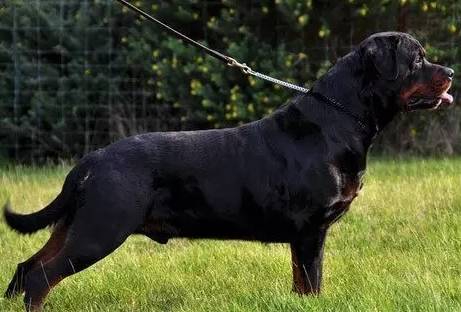 最忠诚又可爱的狗狗十大排名,全球十大最忠诚的狗狗排名