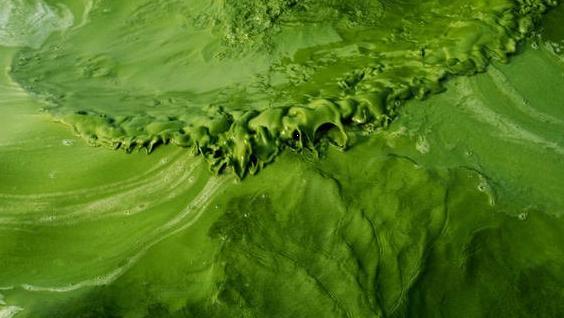 湖泊常见的浮游生物,湖泊出现奇特生物