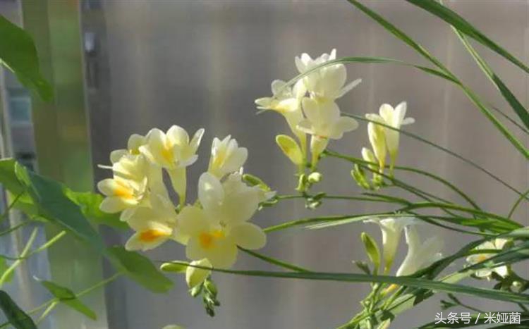 夏季植物晒伤怎么缓解,夏季炎热中暑如何自救