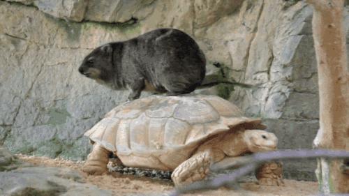 动物能感知人类心情吗,动物能感到开心吗