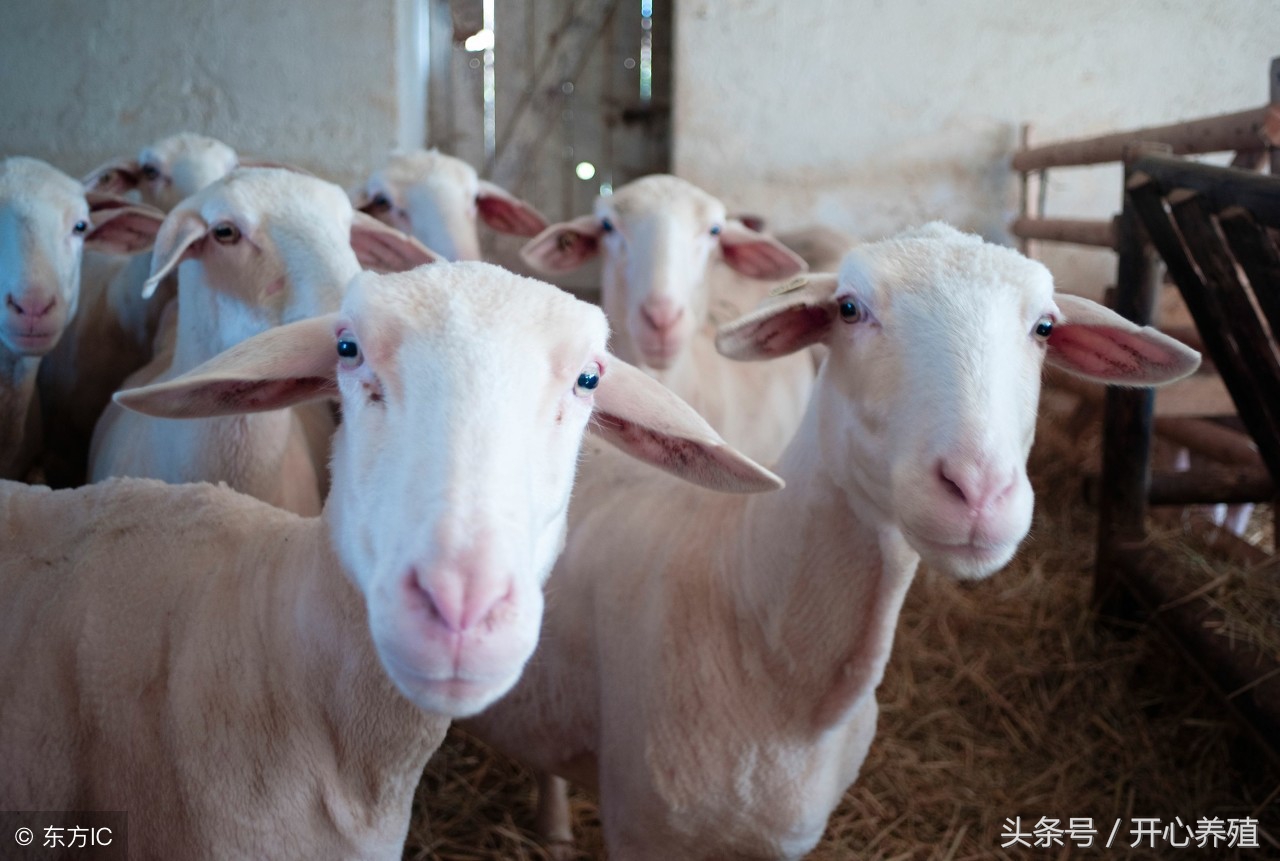 母羊假怀孕生出一胎盘水,一肚子坏水可不是乱说的