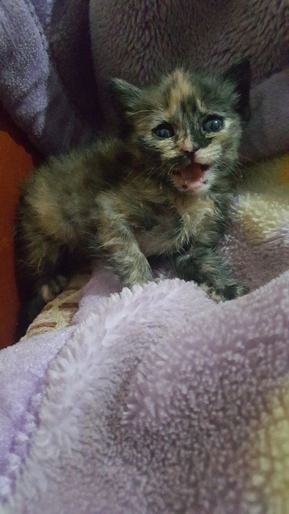 捡的流浪猫驱虫,儿子捡到了只猫带回了家