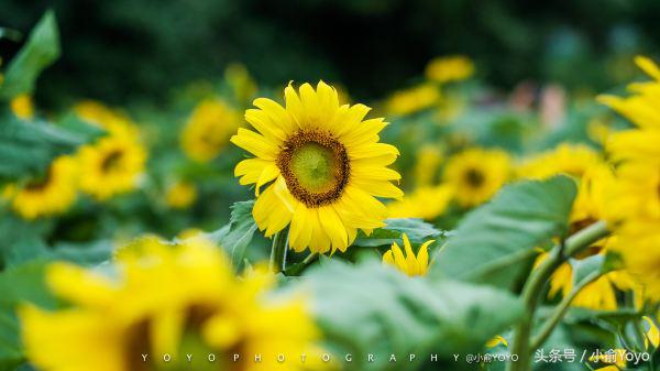 夏天济州岛旅游攻略,夏游济州岛