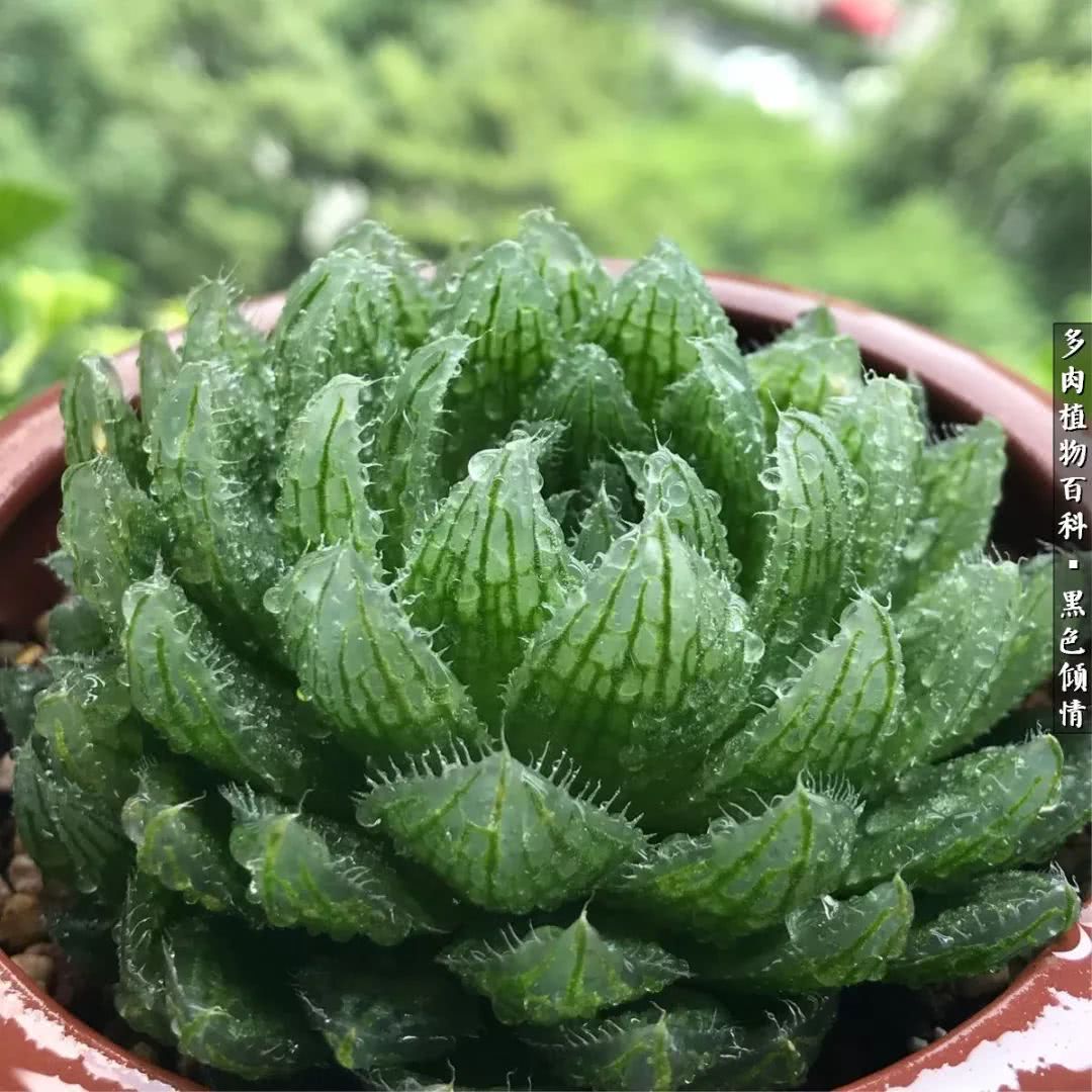 多肉的医用功效,多肉治愈句子