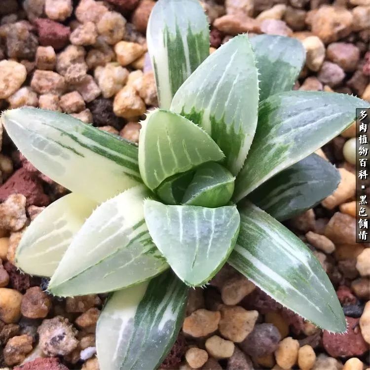 多肉的医用功效,多肉治愈句子