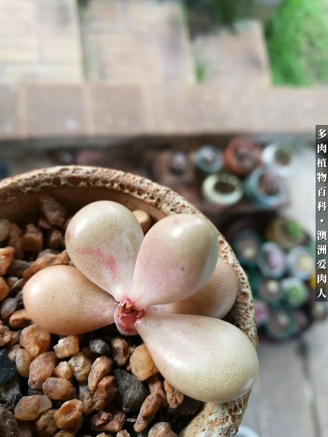 最耐晒的八款多肉,暖阳下的多肉美的不得了