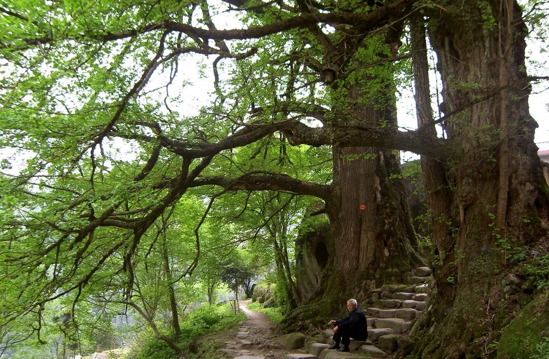 江西四天三晚旅游攻略武功山,明月山武功山两天一晚攻略
