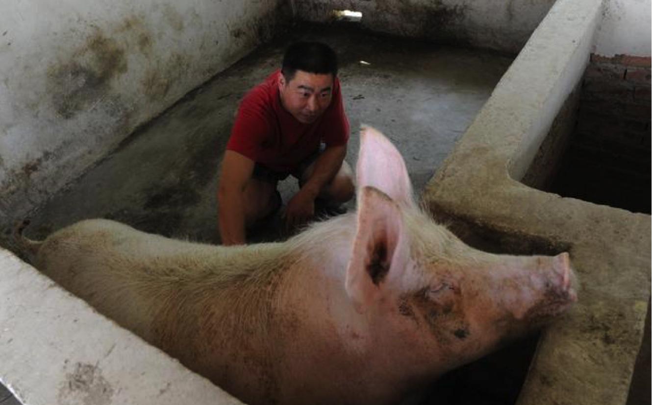 养猪的十大技巧和方法,养猪窍门大全