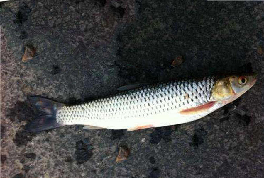 槌￠奔鍜岃崏楸煎摢涓姏姘斿ぇ,鑽夐奔璺熼场楸煎摢涓姏姘斿ぇ