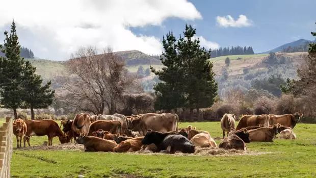 新西兰奶粉最新事件,新西兰奶粉到底是真的吗