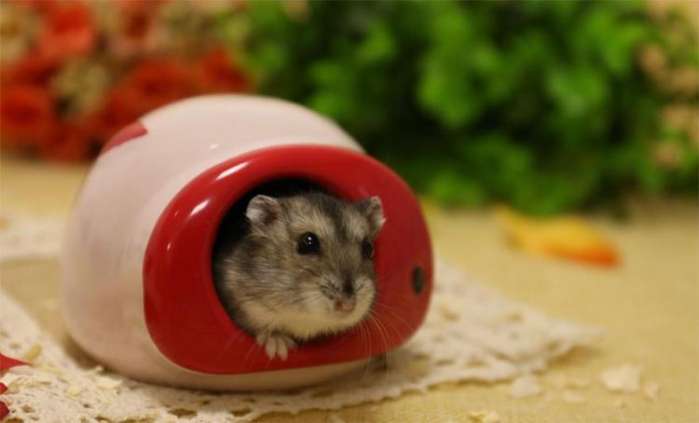 怎么防止仓鼠夏天中暑,夏天仓鼠怎么防中暑高温