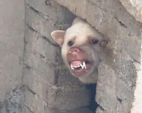 自从养了一只猛犬,朋友说家里养了一只藏獒和一只猫