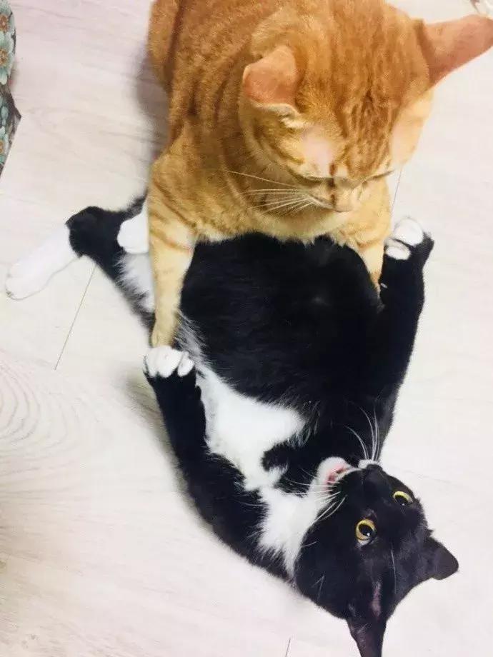 公猫总追着咬母猫怎么回事,家里的公猫为什么追着母猫打