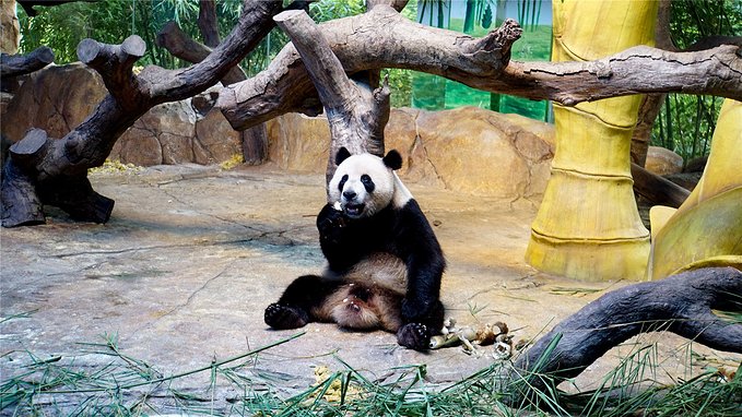 带小孩去长隆欢乐世界畅玩一天,暑假带娃去广州长隆野生动物世界