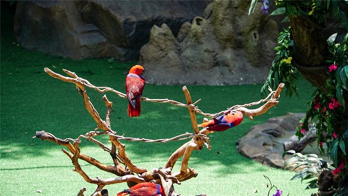 带小孩去长隆欢乐世界畅玩一天,暑假带娃去广州长隆野生动物世界