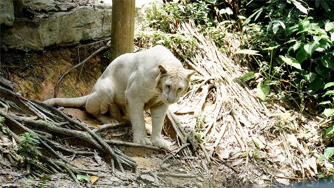 带小孩去长隆欢乐世界畅玩一天,暑假带娃去广州长隆野生动物世界