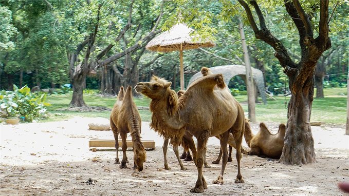 带小孩去长隆欢乐世界畅玩一天,暑假带娃去广州长隆野生动物世界