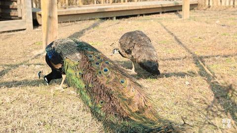 该不该去上海读大学,千万不要来香港读研