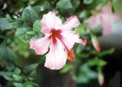 盘点各国的国花是什么,世界各国的国花你都认识吗